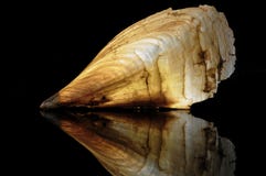 Pinna nobilis, Pinna gigas Chemnitz Stock Photography Pinna nobilis, Pinna gigas Chemnitz Stock Photography
