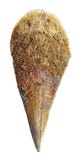 Pinna nobilis shell isolated Stock Image Pinna nobilis shell isolated Stock Image