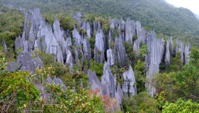 Pinnacles, Gunung Mulu, Borneo, Malaysia royalty free stock images Pinnacles, Gunung Mulu, Borneo, Malaysia royalty free stock images