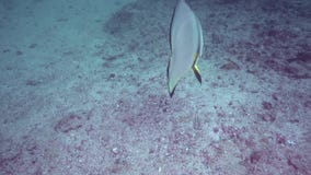 Pinnatus pennato di Platax del pesce pipistrello nel golfo della Fujairah UAE Oman video d archivio Pinnatus pennato di Platax del pesce pipistrello nel golfo della Fujairah UAE Oman video d archivio