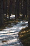 Pino solitario en bosque imagenes de archivo Pino solitario en bosque imagenes de archivo