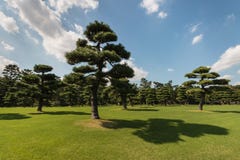 Pinos japoneses fotografía de archivo Pinos japoneses fotografía de archivo