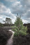 Pins un jour nuageux avec un chemin les réunissant photos libres de droits Pins un jour nuageux avec un chemin les réunissant photos libres de droits