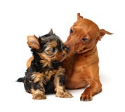Pinscher Takes Care Of The Yorkshire Puppy Royalty Free Stock Photo