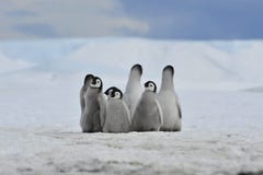 Pintainhos dos pinguins de imperador imagem de stock royalty free Pintainhos dos pinguins de imperador imagem de stock royalty free