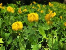 Pinto Peanut små gula blommor på grön sidabakgrund royaltyfri bild Pinto Peanut små gula blommor på grön sidabakgrund royaltyfri bild