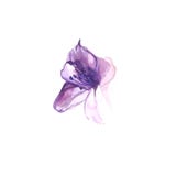 Pintura de la acuarela lirio púrpura de la flor libre illustration Pintura de la acuarela lirio púrpura de la flor libre illustration