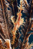 Pipefish del fantasma del Harlequin imágenes de archivo libres de regalías Pipefish del fantasma del Harlequin imágenes de archivo libres de regalías