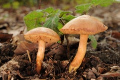 Piperatus de Chalciporus imagem de stock Piperatus de Chalciporus imagem de stock