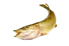 Pique dos peixes isolado no branco Foto de Stock Pique dos peixes isolado no branco Foto de Stock