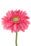 Pique a flor da margarida do gerbera imagem de stock royalty free Pique a flor da margarida do gerbera imagem de stock royalty free