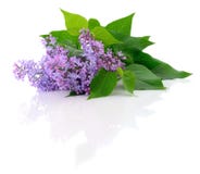 Pique a flor do lilac Imagens de Stock Royalty Free Pique a flor do lilac Imagens de Stock Royalty Free