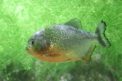 Piranha στοκ εικόνα με δικαίωμα ελεύθερης χρήσης Piranha στοκ εικόνα με δικαίωμα ελεύθερης χρήσης