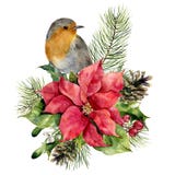 Pisco de peito vermelho da aquarela, poinsétia com a decoração floral do Natal Pássaro pintado à mão e flor e plantas tradicionai ilustração royalty free Pisco de peito vermelho da aquarela, poinsétia com a decoração floral do Natal Pássaro pintado à mão e flor e plantas tradicionai ilustração royalty free