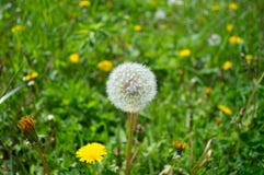 Pissenlit blanc pelucheux dans l'herbe photographie stock libre de droits Pissenlit blanc pelucheux dans l'herbe photographie stock libre de droits