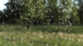 Pissenlit commun, officinale de taraxacum, graines soufflé et dispersées par le vent, banque de vidéos Pissenlit commun, officinale de taraxacum, graines soufflé et dispersées par le vent, banque de vidéos