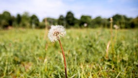 Pissenlit dans le pré photos libres de droits Pissenlit dans le pré photos libres de droits