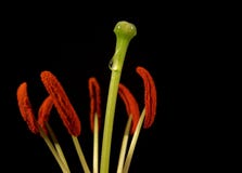 Pistil And Stamens Of A Flower Stock Photos