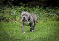 Pitbull azul robusto do nariz que levanta em um campo fotografia de stock royalty free Pitbull azul robusto do nariz que levanta em um campo fotografia de stock royalty free