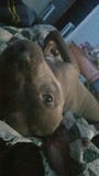 Pitbull photographie stock libre de droits Pitbull photographie stock libre de droits