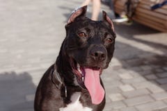 PitBull Terrier of de hondglimlachen van Stafforshire Terrier op dicht omhooggaand portret stock afbeelding PitBull Terrier of de hondglimlachen van Stafforshire Terrier op dicht omhooggaand portret stock afbeelding