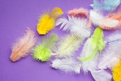 Piume molli multicolori del pappagallo su un fondo porpora, spazio per testo immagini stock Piume molli multicolori del pappagallo su un fondo porpora, spazio per testo immagini stock