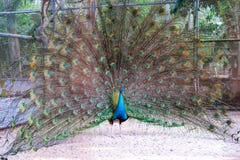 Piume variopinte in espansione un pavone Fotografie Stock Libere da Diritti Piume variopinte in espansione un pavone Fotografie Stock Libere da Diritti