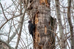 Pivert se reposant sur l'arbre photo stock Pivert se reposant sur l'arbre photo stock