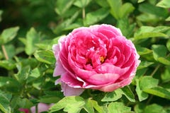 Pivoine photo stock Pivoine photo stock