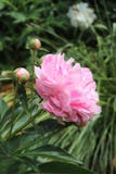 Pivoine et bourgeons roses sur un fond de verdure photos stock Pivoine et bourgeons roses sur un fond de verdure photos stock