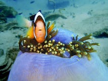 Piękno podwodny świat z Clark Anemonefish w Sabah, Borneo zdjęcia stock Piękno podwodny świat z Clark Anemonefish w Sabah, Borneo zdjęcia stock