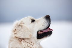 Piękny, szczęśliwy golden retriever psa obsiadanie na chodniczku w parku na chmurnym zima dniu, fotografia stock Piękny, szczęśliwy golden retriever psa obsiadanie na chodniczku w parku na chmurnym zima dniu, fotografia stock