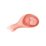Pièce crue de poulet de pilon, illustration de vecteur de concept de viande fraîche sur un fond blanc illustration libre de droits Pièce crue de poulet de pilon, illustration de vecteur de concept de viande fraîche sur un fond blanc illustration libre de droits