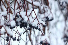 Piękna biała zima Śnieżny i mroźny fotografia stock Piękna biała zima Śnieżny i mroźny fotografia stock