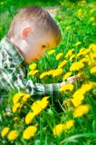 Piękna chłopiec otaczająca dandelions zdjęcia stock Piękna chłopiec otaczająca dandelions zdjęcia stock