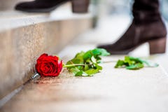 Piękna czerwieni róża z płatkami i zielenią opuszcza na ziemi, kobieta buty na tle Fotografia Stock Piękna czerwieni róża z płatkami i zielenią opuszcza na ziemi, kobieta buty na tle Fotografia Stock