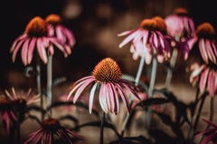 Piękna menchia kwitnie na zielonym tle Sepiowy kolor Magnus echinacea purpurea Lecznicze po?ytecznie ogrodowe ro?liny obraz royalty free Piękna menchia kwitnie na zielonym tle Sepiowy kolor Magnus echinacea purpurea Lecznicze po?ytecznie ogrodowe ro?liny obraz royalty free