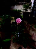 Piękna menchii róża kwitnie w letnim dniu fotografia stock Piękna menchii róża kwitnie w letnim dniu fotografia stock