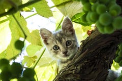 piękna 33 za kryjówka ukrywa figlarne portret dąży do ściany ciężarną kobietę tygodni fotografia stock piękna 33 za kryjówka ukrywa figlarne portret dąży do ściany ciężarną kobietę tygodni fotografia stock