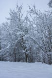 Piękna zimy natura z udziałami śnieg Mnóstwo śnieg na gałąź drzewa Śnieżna zima w Europa zdjęcie stock Piękna zimy natura z udziałami śnieg Mnóstwo śnieg na gałąź drzewa Śnieżna zima w Europa zdjęcie stock