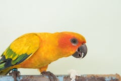 Piękna żółta papuga, zbliżenia słońca Conure łasowania ptasi jedzenie obraz royalty free Piękna żółta papuga, zbliżenia słońca Conure łasowania ptasi jedzenie obraz royalty free