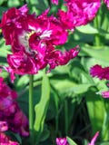Pięknego tulipanowego kwiatu Purpurowy Papuzi Tulipa fotografia royalty free Pięknego tulipanowego kwiatu Purpurowy Papuzi Tulipa fotografia royalty free