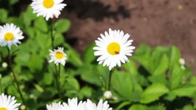 Piękni chamomiles kwitną w ogródzie i kiwają w wiatrze Natura lato, kwiatów pola, dzikiego kwiatu łąka, botanika zbiory Piękni chamomiles kwitną w ogródzie i kiwają w wiatrze Natura lato, kwiatów pola, dzikiego kwiatu łąka, botanika zbiory