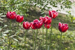 Piękni czerwoni tulipany w ogrodowej wiośnie kwitną obrazy royalty free Piękni czerwoni tulipany w ogrodowej wiośnie kwitną obrazy royalty free