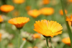 Piękni kwiaty żółty calendula na kwiatu łóżku fotografia stock Piękni kwiaty żółty calendula na kwiatu łóżku fotografia stock