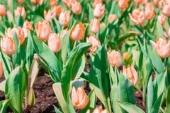 Piękni kwieciści pomarańczowi tulipany w ogródzie obrazy stock Piękni kwieciści pomarańczowi tulipany w ogródzie obrazy stock
