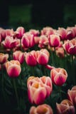 Piękni tulipany w środkowym Stockholm zdjęcie stock Piękni tulipany w środkowym Stockholm zdjęcie stock