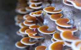 Piękno Ganoderma Lucidum dorośnięcie w gospodarstwie rolnym zdjęcia royalty free Piękno Ganoderma Lucidum dorośnięcie w gospodarstwie rolnym zdjęcia royalty free