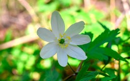 Piękny biały kwiat w lasowym, makro- anemonie, obraz stock Piękny biały kwiat w lasowym, makro- anemonie, obraz stock