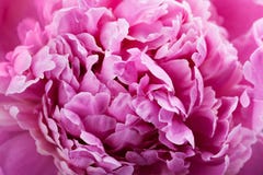 Piękny ciemnopąsowy peonia kwiat, różowy tło lub tekstura, Obraz Royalty Free Piękny ciemnopąsowy peonia kwiat, różowy tło lub tekstura, Obraz Royalty Free